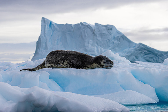 Leopard Seal 1