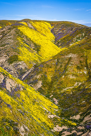 Yellow Hillsides, Carrizo Plain NM