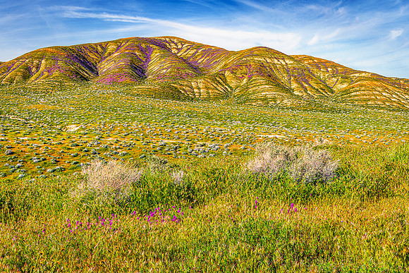 Painted Spring Bloom, Carrizo Plain NM