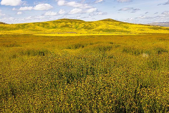 Fiddleneck Foreground, Carrizo Plain NM