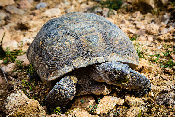 Desert Tortiose, Joshua Tree National Park