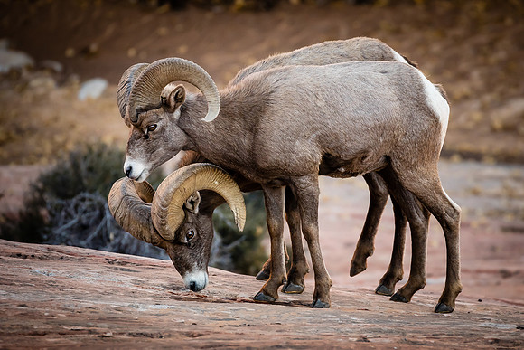 Buddies, Zion NP