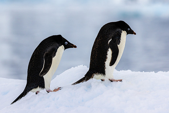Adellie Penguin Pair 6