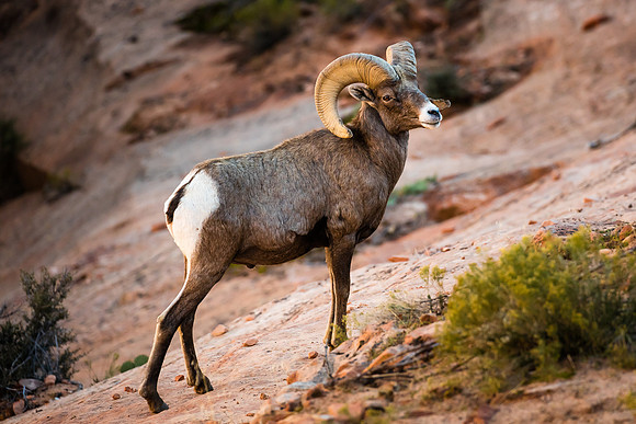 Desert Bighorn Ram, Zion NP