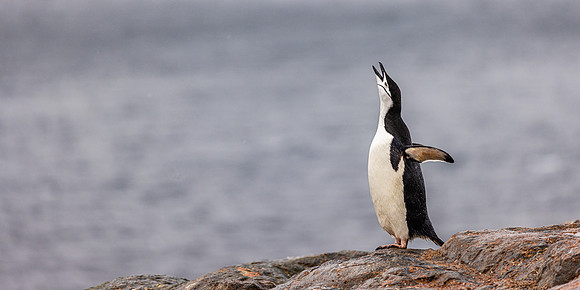 Chinstrap Vocalizing