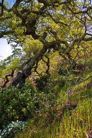Montanon Ridge Oak