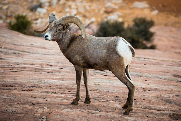 Ram Tough, Zion NP