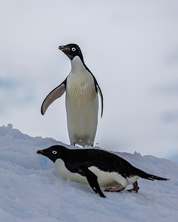 Adellie Penguin Pair 4