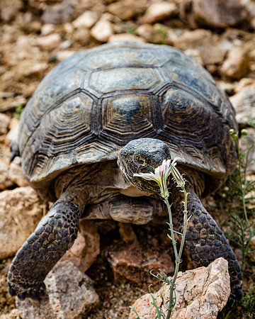 Tortiose Feeding, Joshua Tree National Park
