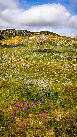 Owl Clover and Vains, Carrizo Plain NM