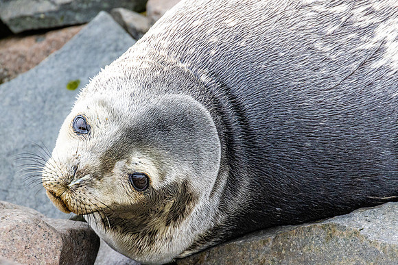 Weddell Seal Closeup