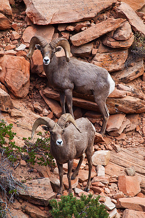Rams, Zion NP