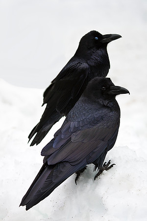 Yosemite Ravens