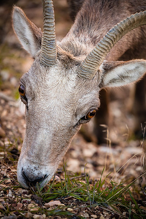 Alian Stare, Zion NP