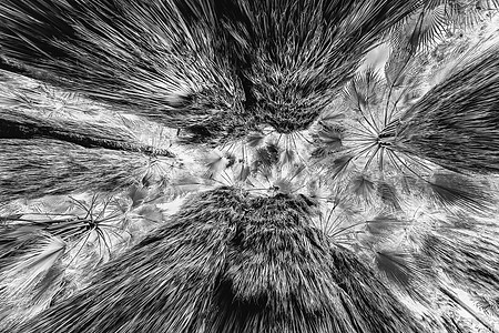 Palm Canopy (B&W), Joshua Tree National Park
