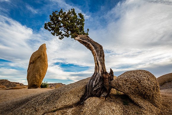 Boulder, Pine & Monolith, Joshua Tree National Park