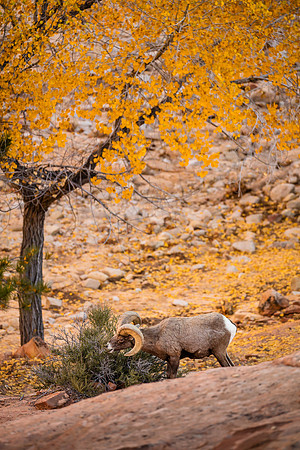 Under the Cottonwood, Zion NP