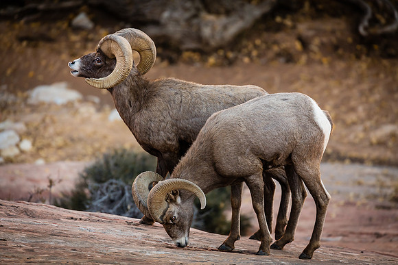 Opposite Action, Zion NP
