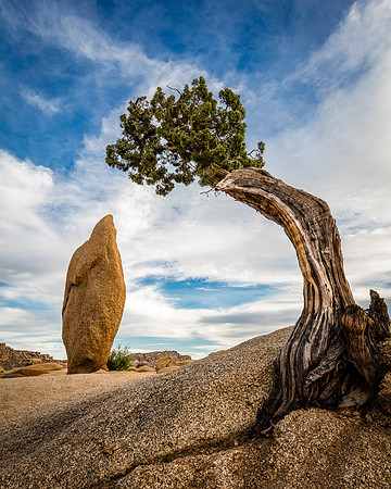 Pine & Monolith, Joshua Tree National Park