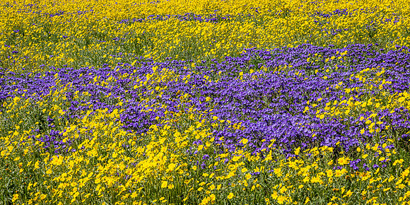 Pottourri Patch, Carrizo Plain NM