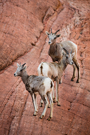 Last Look-back, Zion NP