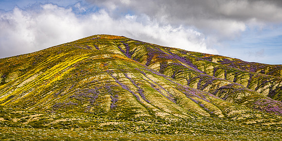 Purple Vained Hill, Carrizo Plain NM