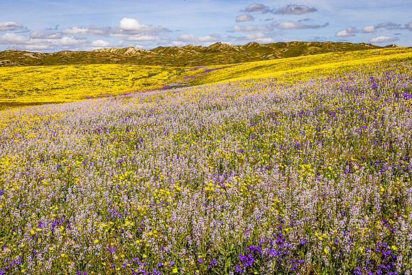 Lemmon's Mustard, Lacey Phacilla, and Hillside Daisies, Carrizo