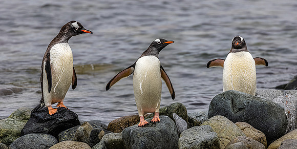 Gentoo Penguin Trio