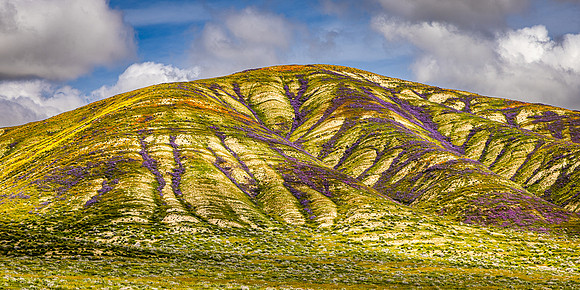 Purple Vained Hill 2, Carrizo Plain NM