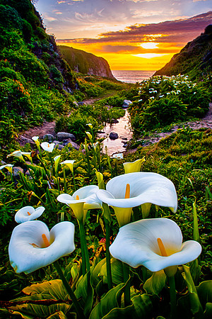 Calla Lily Sunset - SeeMonterey.com/blogMonterey.com "Flickr Photo of the Week" Award