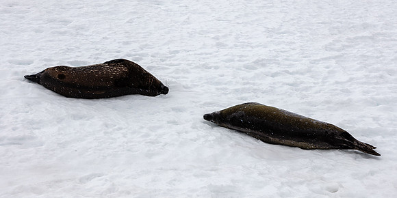 Crabeater Seals