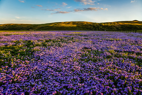 Dappled Light on Phacelia Patch, Carrizo Plain NM
