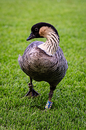 Nene at Princeville Resort, Kauai