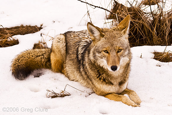 Coyote Resting