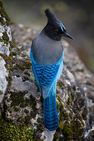 Steller's Perch