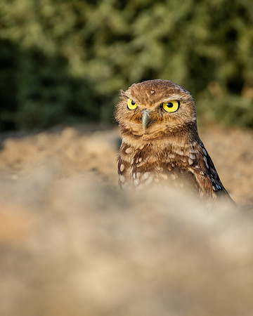 Teenager, Burrowing Owl