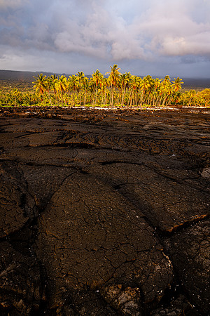 Cracked Lava and Palm Patch, Hawaii