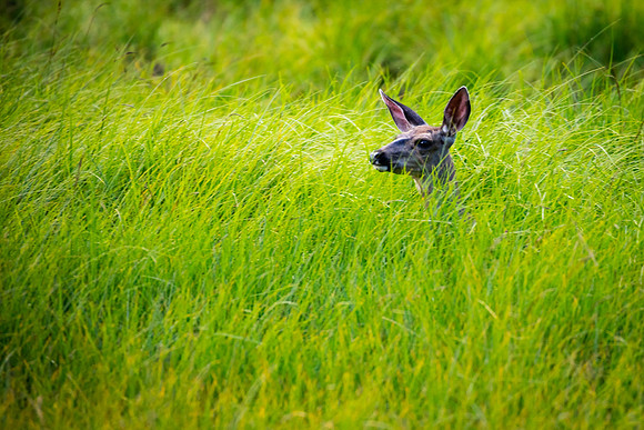 Doe in Tall Grass