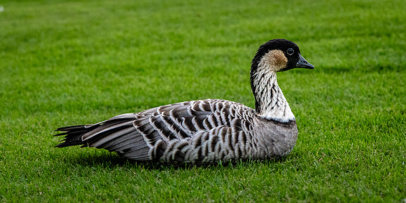 Roosting Nene, Princeville, Kauai