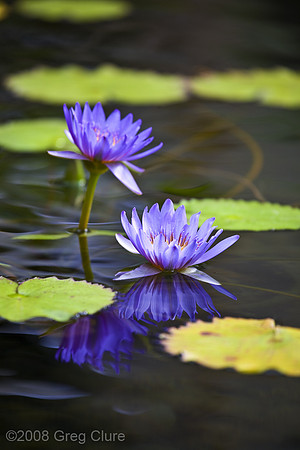 Purple Lilly Flowers, Maui