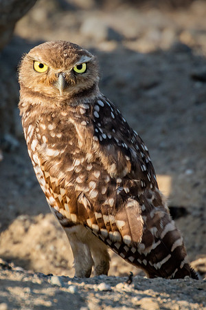 Staredown, Burrowing Owl