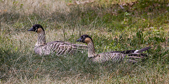 Roadside Nenes, Hawaii