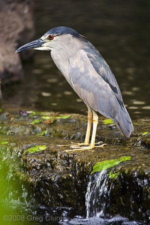 Night Heron Watching, Maui