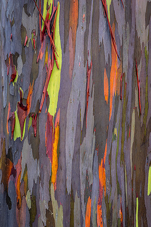 Rainbow Eucalyptus #1