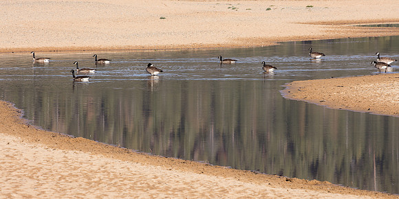 Geese Crossing, Lake Tahoe