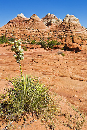 Coyote Buttes North Yacca