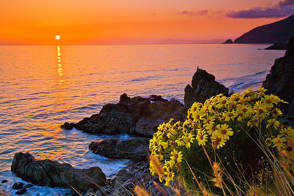 Giant Coreopsis Sunset, Point Mugu SP