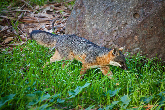 Island Fox Trot