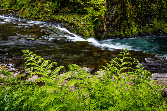 Eagle Creek & Ferns, Columbia River Gorge