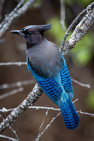 Steller's Jay